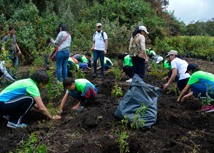 Reforestación en bosques y humedales de Colombia