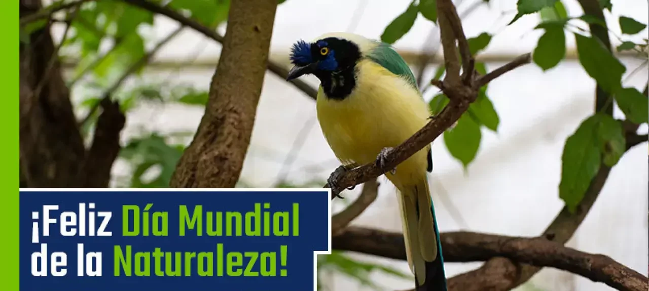 dia-de-la-naturaleza-medio-ambiente-3-de-marzo.jpg
