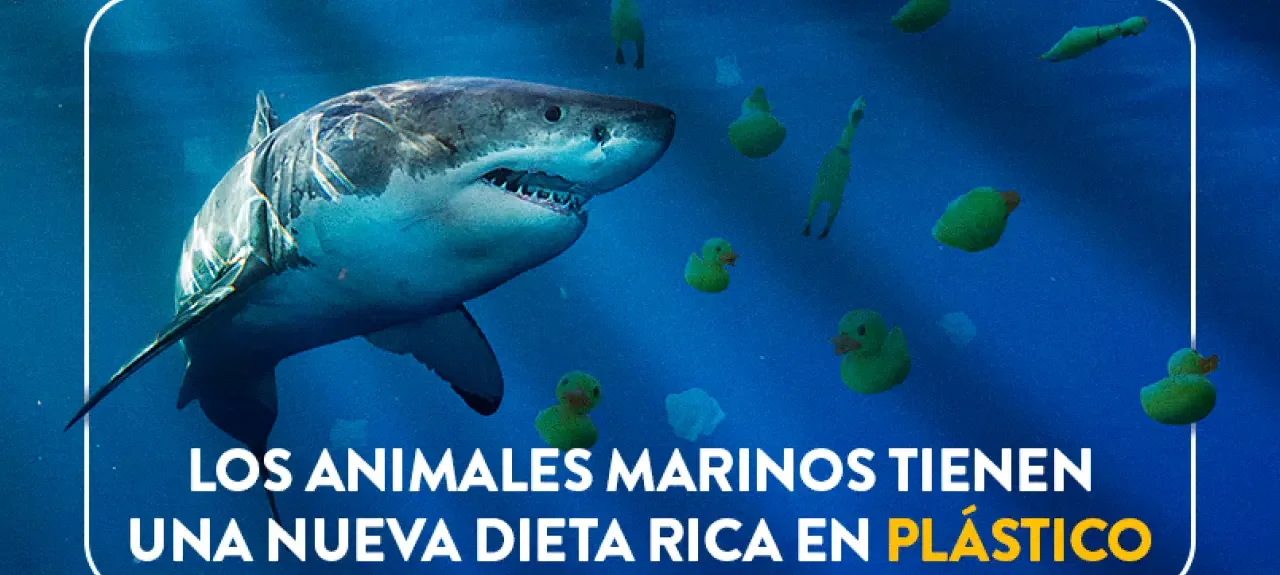 dia_mundial_de_los_oceanos_-_web_noticia_-_805x536px.jpg