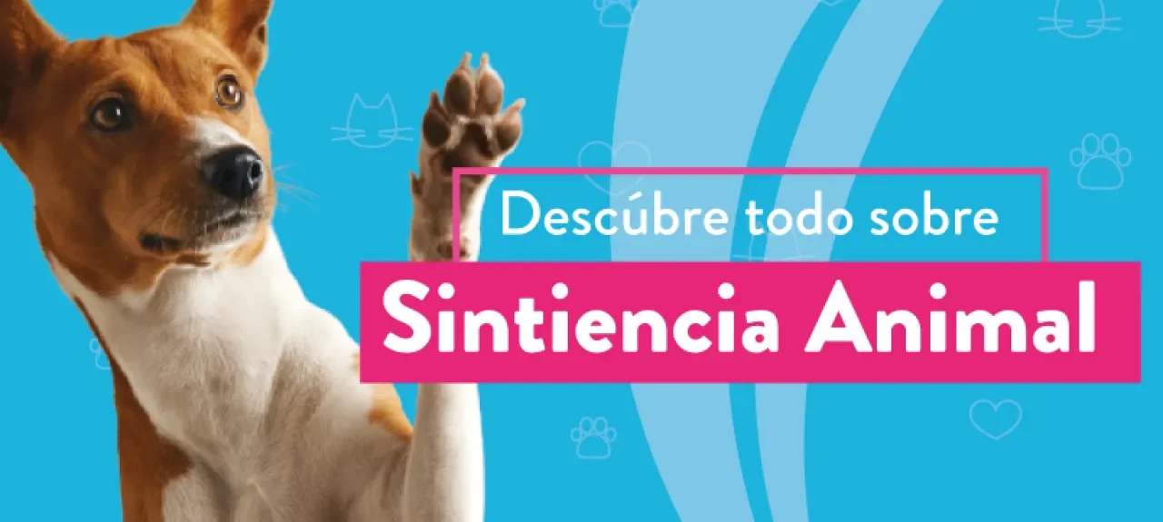 web-noticia-sintiencia-animal_1_1.jpg