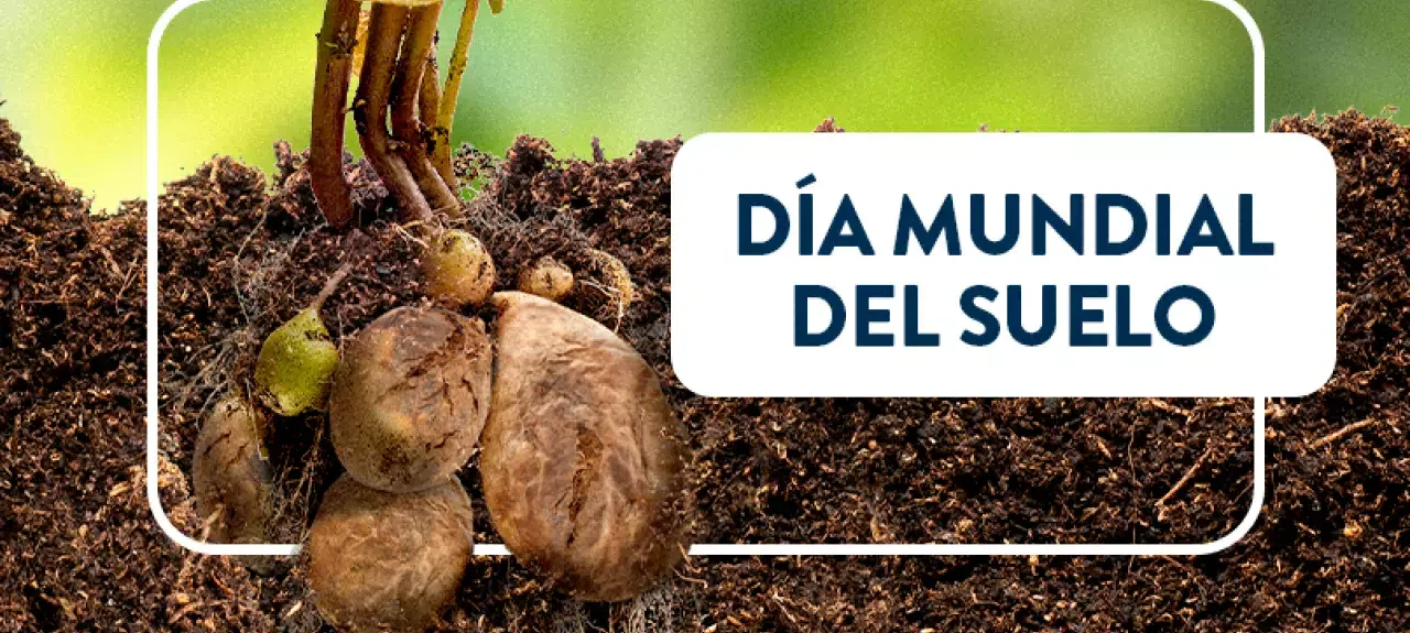 dia_mundial_del_suelo_-_web_noticia_-_805x536px.jpg