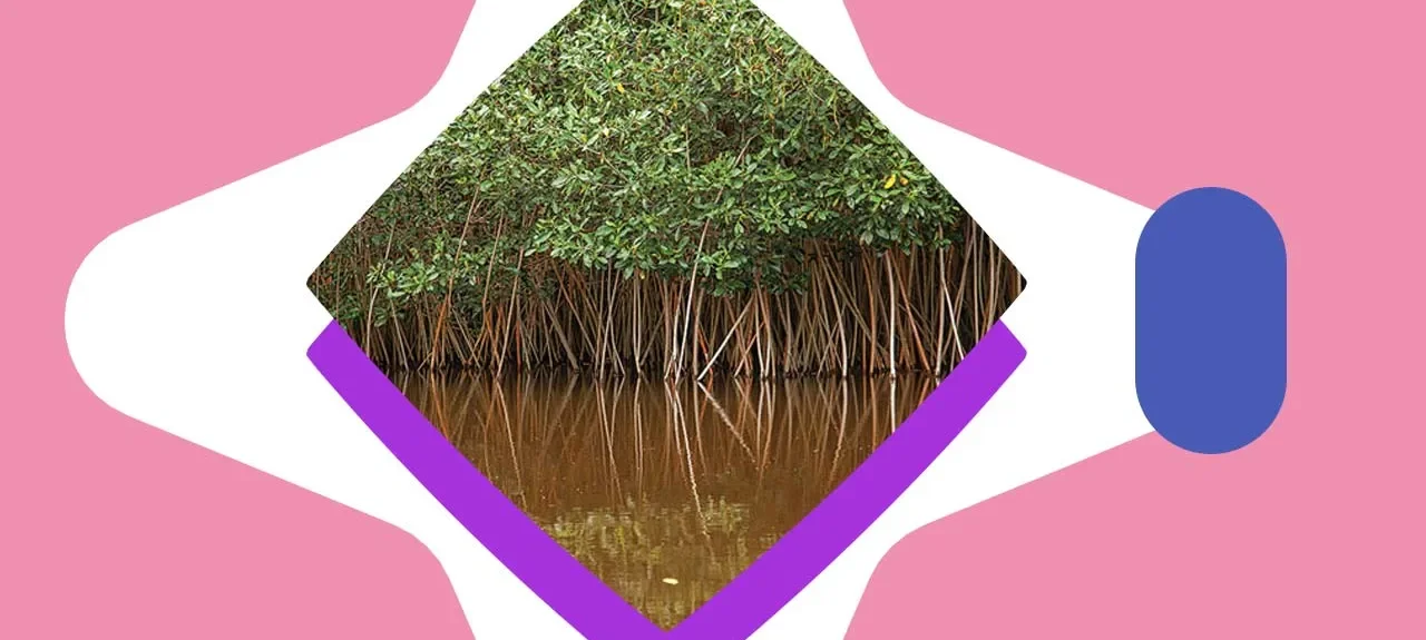 Dia internacional de defensa del ecosistema manglar