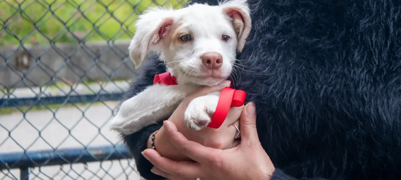Brigada Médica Veterinaria en el Poli bienestar para las mascotas de la comunidad