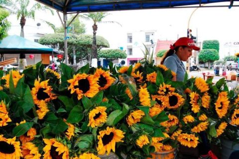 Girasoles, de las flores más famosas en el Día de las Madres