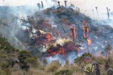 Frailejones incendiándose