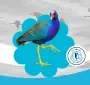 Día Mundial de Aves Migratorias