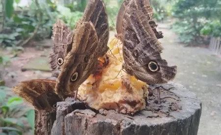 El POLI participó en la COP30 8