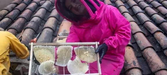 Rescate Enjambre Abejas Campus Bogotá Politecnico