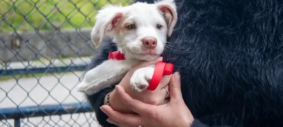 Brigada Médica Veterinaria en el Poli bienestar para las mascotas de la comunidad
